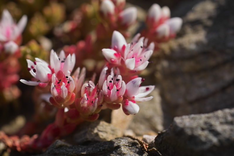 Saxifraga