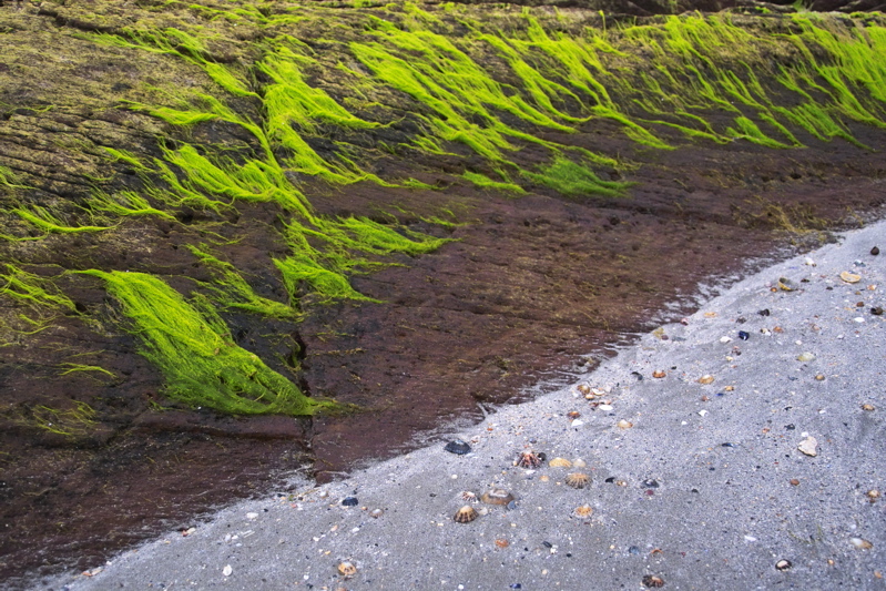 Gr&uuml;n mit Klippe