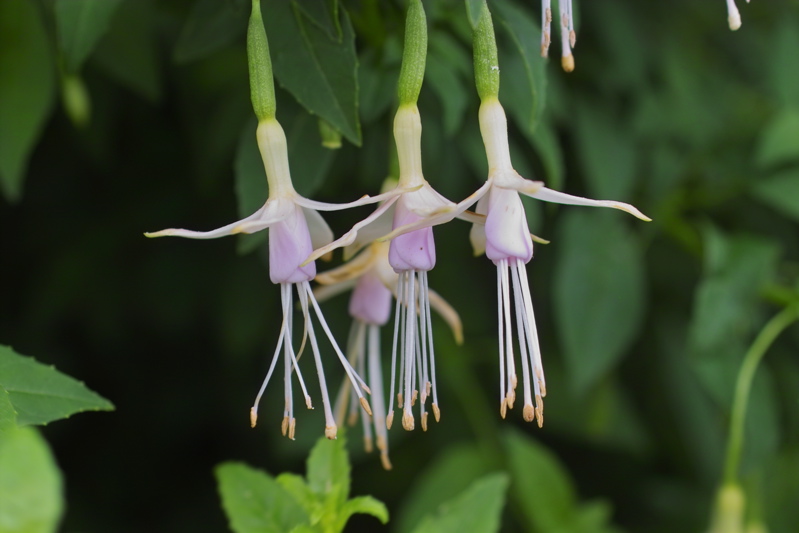 Fuchsien