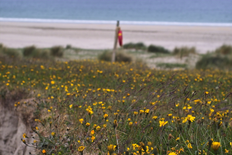Wiese mit Rettungsring