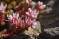 Saxifraga