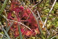 Drosera rotundifolia