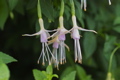 Fuchsien